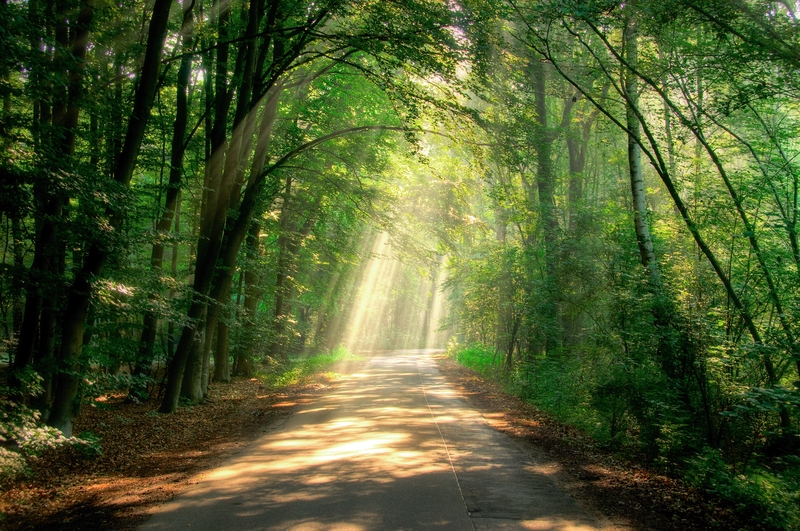 Light shining through tress along a path in the forest