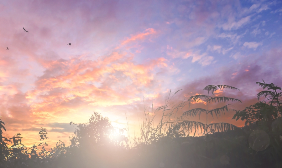 Sun rising over field in silhouette